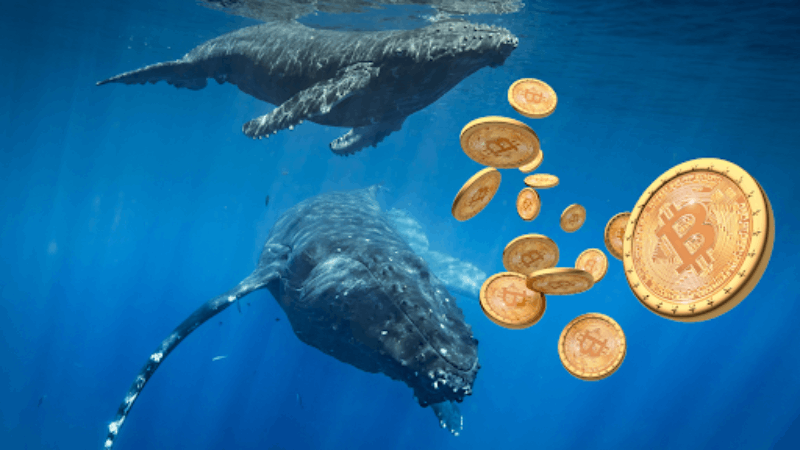 Los datos de enero revelan un aumento de 3.000 millones de dólares en las reservas de las ballenas de Bitcoin